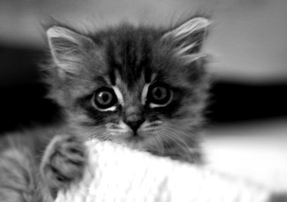 Placekitten Placekitten