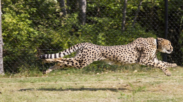 WordPress Site Speed: What You're Missing Out On WordPress Site Speed: What You're Missing Out On