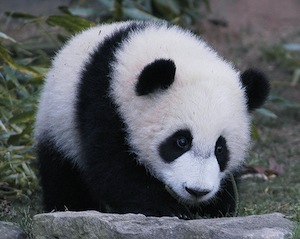A panda.